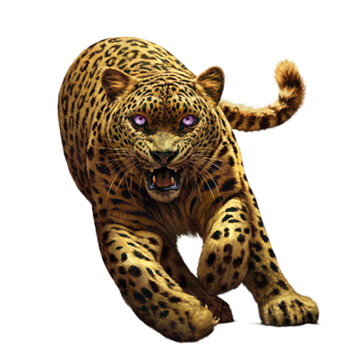 Leopard